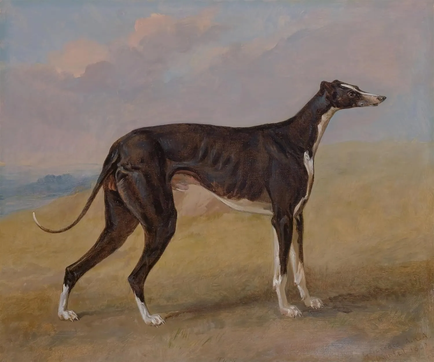 Canvas Turk the Black and White Greyhound Dog Portrait 1822 Painting by George Garrard 11" X 14" Image Size Repro on Canvas Shipped Rolled Up. Gil71
