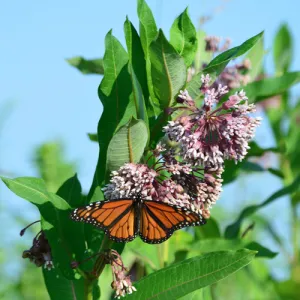 Common Milkweed Seeds