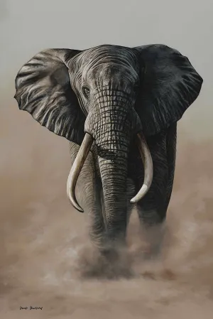 Madiba | Elephant