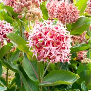 Showy Milkweed Seeds